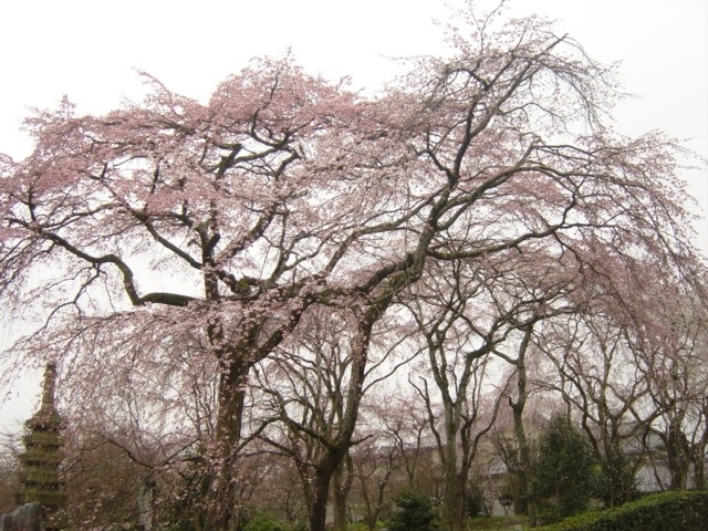 桜の情報。