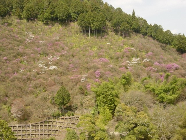 ４月６日の桜と三つ葉山つつじ。